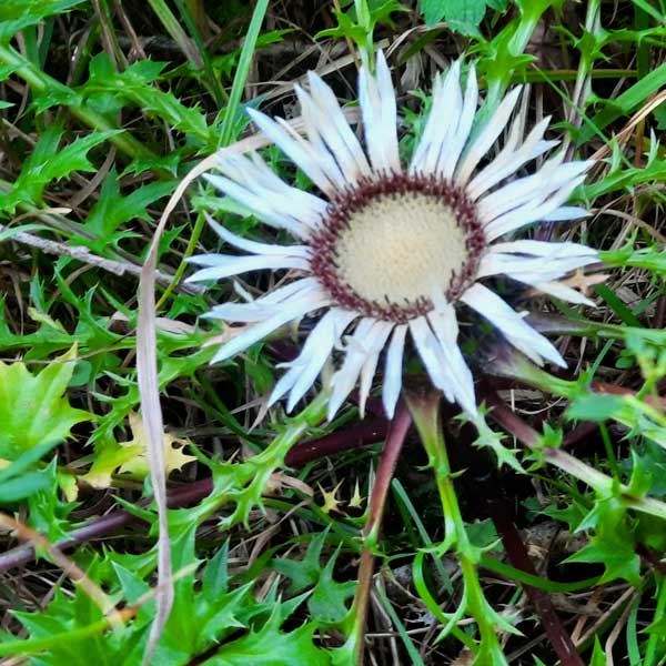 Blume im Garten